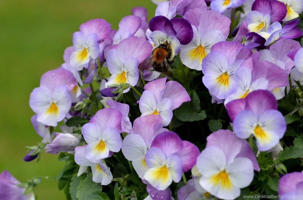 Bouquet Viola (violets, Pansies) Wallpapers And Images ...