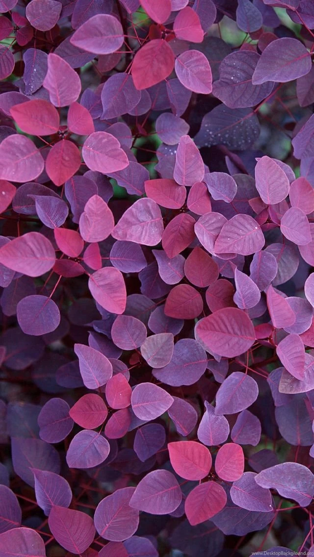Violet Leafs iPhone Wallpapers