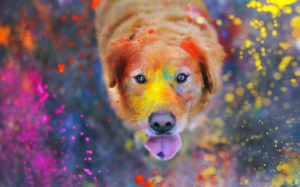 Download Wallpapers 2560x1600 Dogs, Paint, Spray, Face 2560x1600 HD ...
