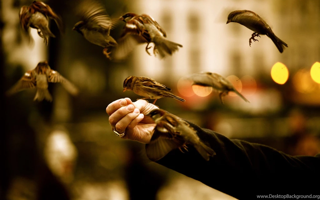 Amazing HD Wallpapers 7.jpg