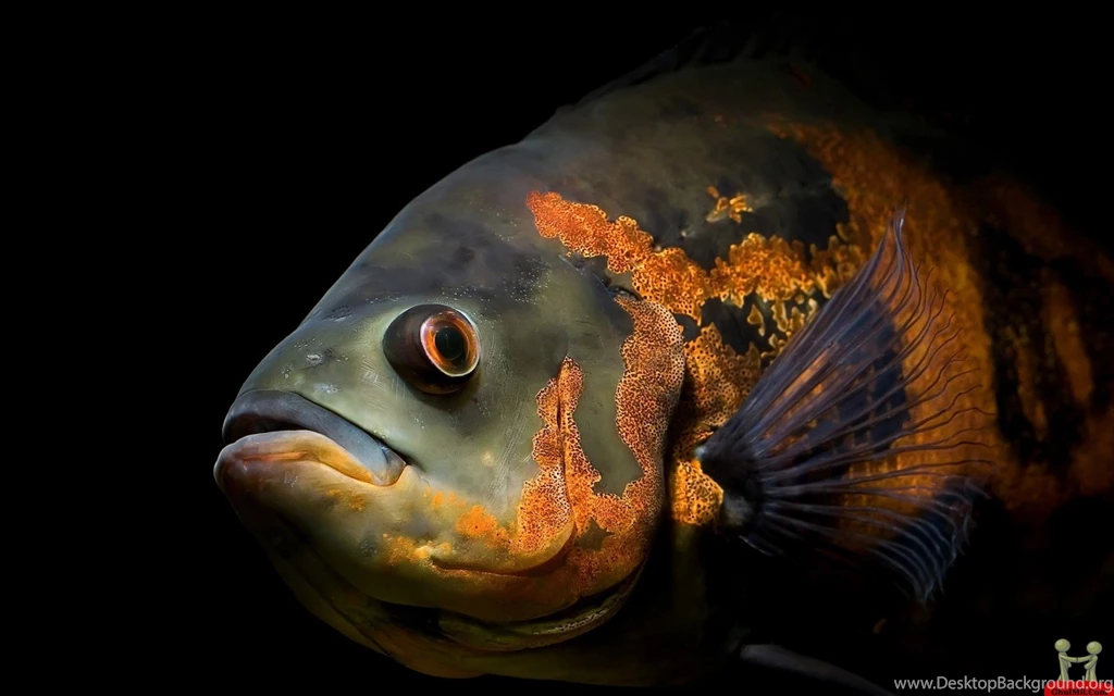 Fish Desktop HD Wallpapers – HD Wallpapers Free Download