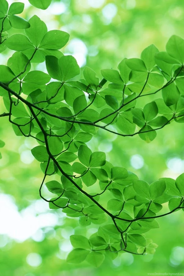 Green Leaves With Water iPhone Wallpapers Free, iPhone 4 Wallpapers ...