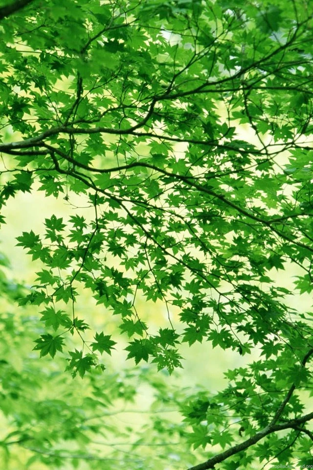 Green Leaves Iphone Wallpapers N01 iPhone Wallpapers Free, iPhone 4 ...