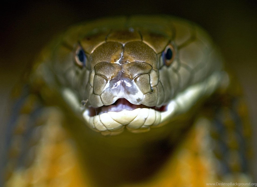 King Cobra Wallpapers Picture Ndemok.com