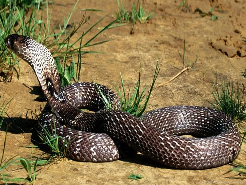 Indian King Cobra Snake Wallpapers