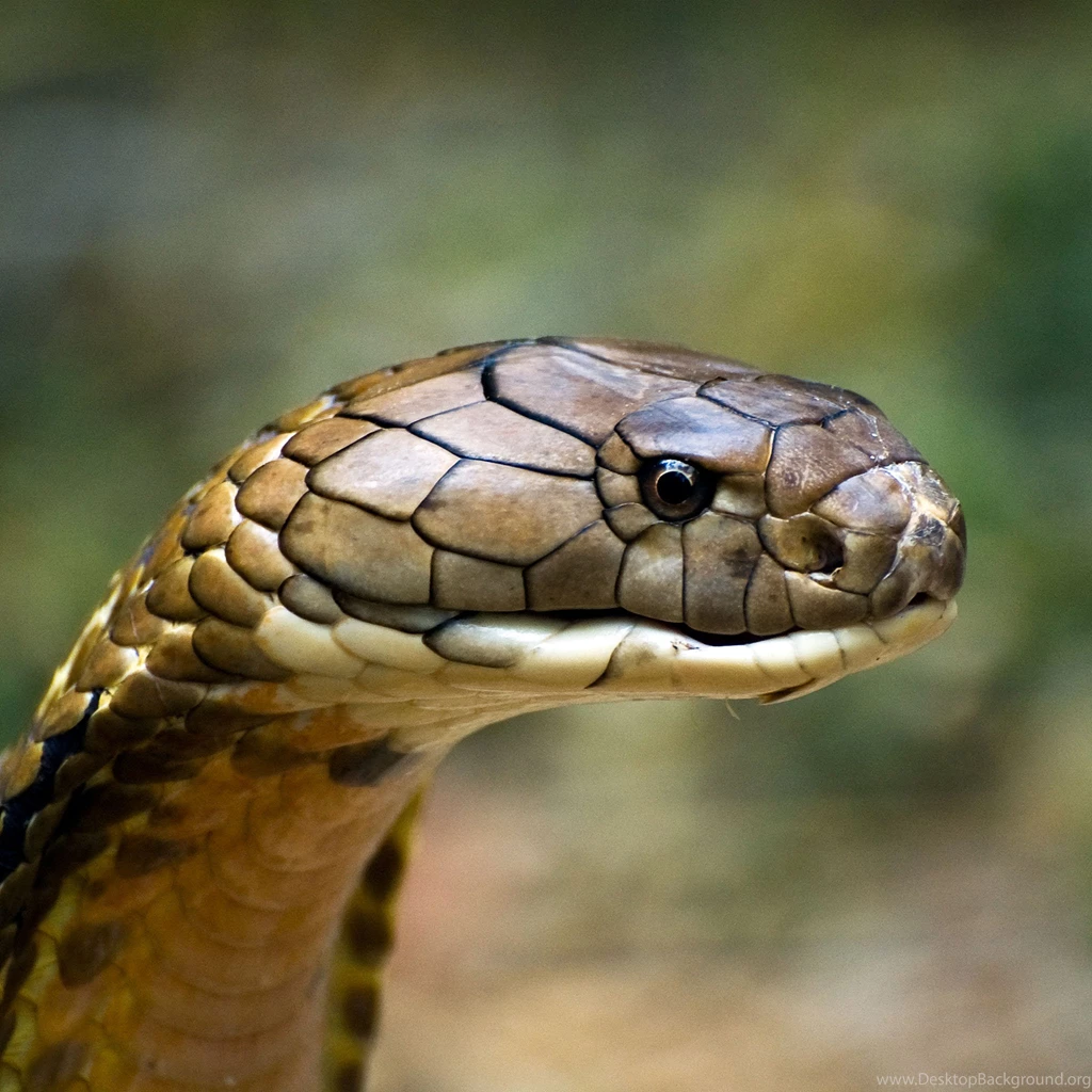King Cobra New Wallpapers 1280x958px