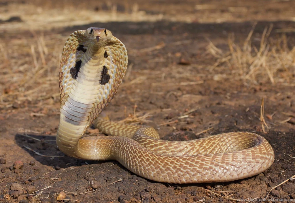 King Cobra Snake Head