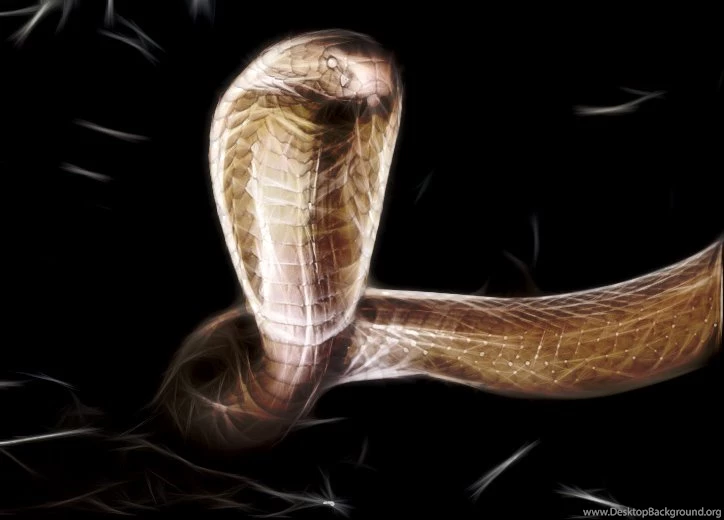 King+Cobra Wallpapers 05.jpg