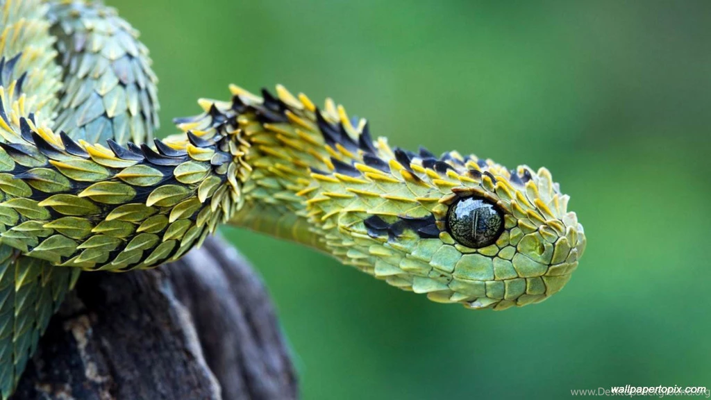 Cobra Photos, Of, King, Cobra, New, Images, For, Facebook ...