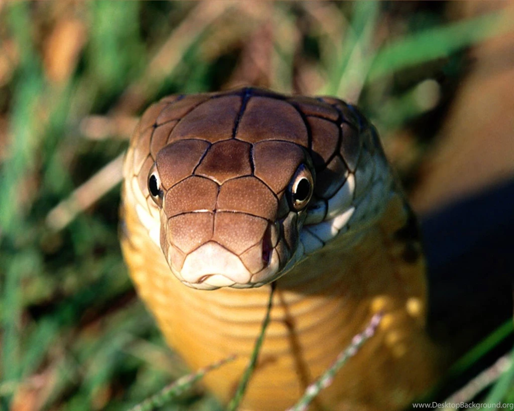 Snakes In The World: King Cobra Snake Pictures
