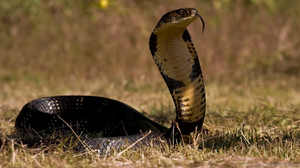 King Cobra Snake Wallpapers
