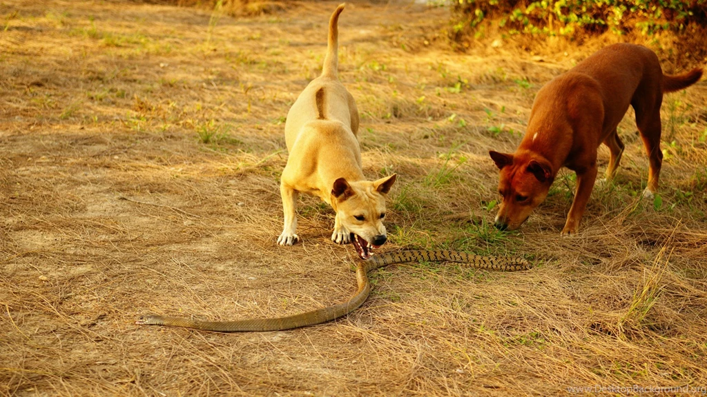 Dogs And King Cobra Wallpapers And Images Wallpapers, Pictures ...