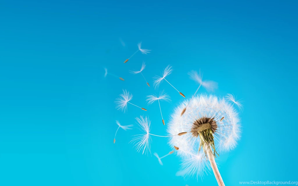 Dandelion Flowers Wallpapers HD Pictures
