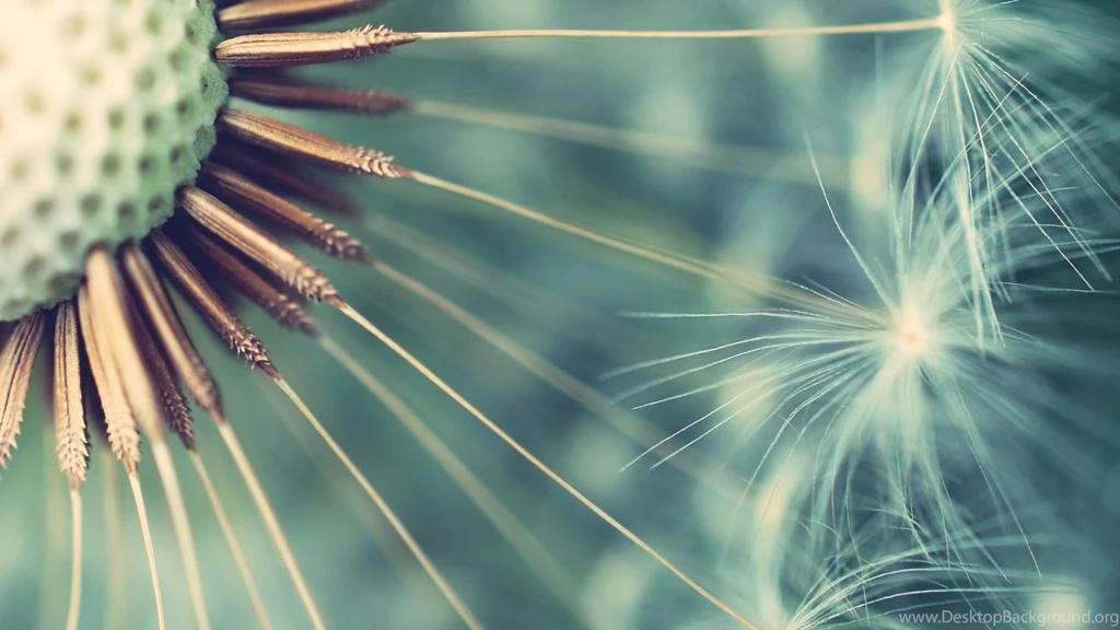 Dandelion Wallpapers