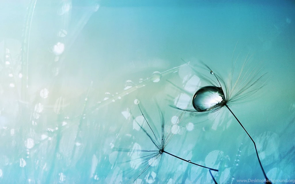 Dandelion Images And Wallpapers Download