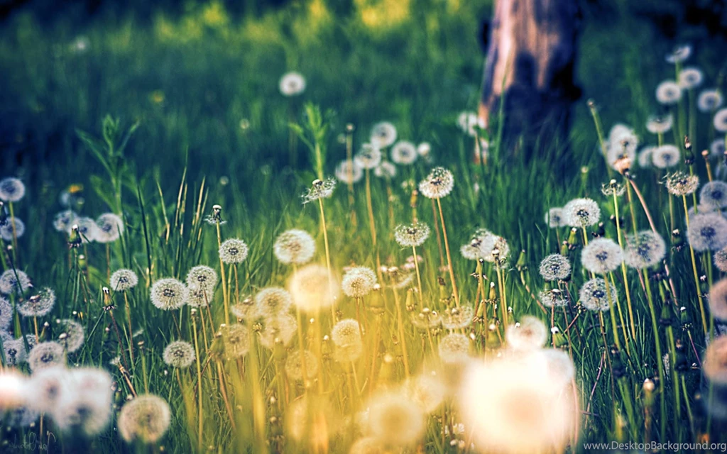 Dandelion Wallpapers