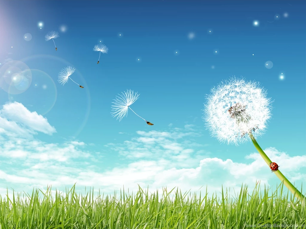 HD Dandelion Wallpapers And Photos