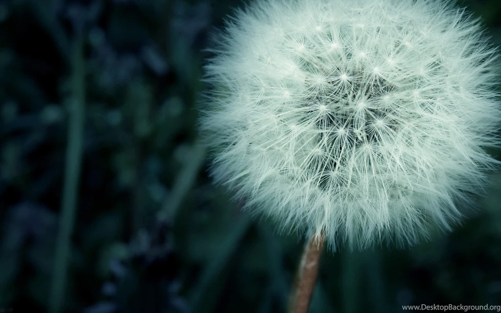 High Res Dandelion Wallpapers