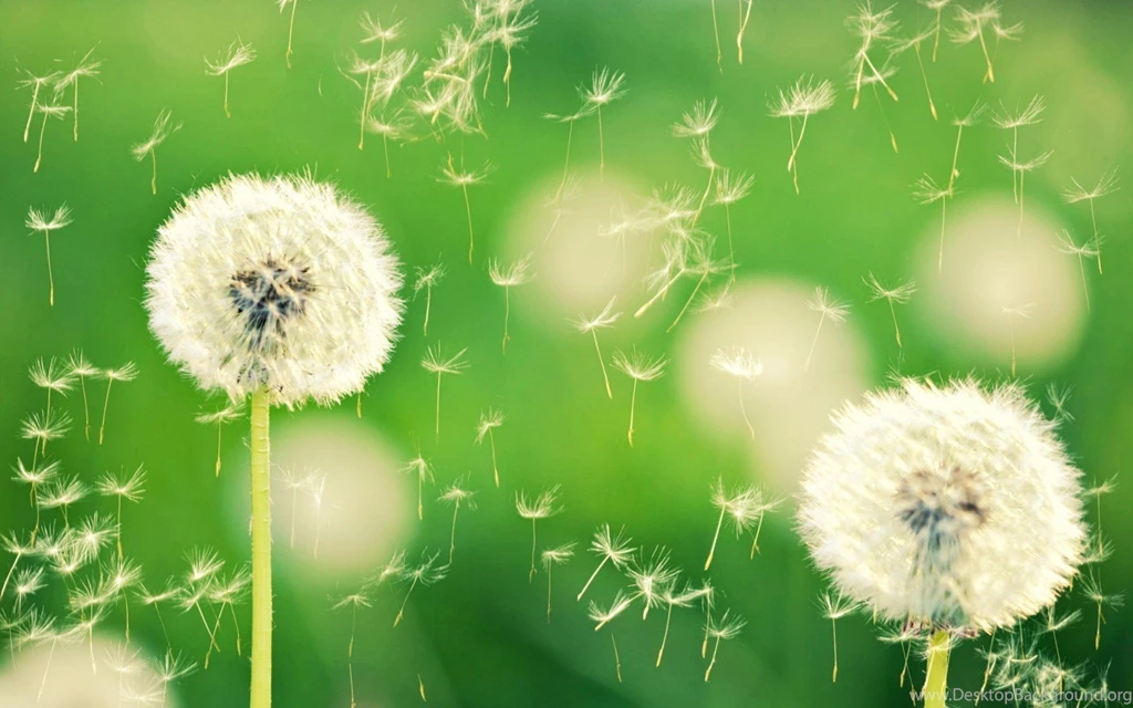 Dandelion Flower Wallpapers