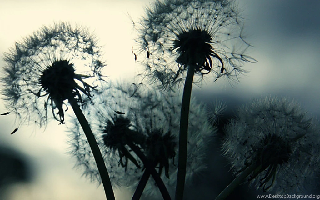 Awesome Dandelion Image
