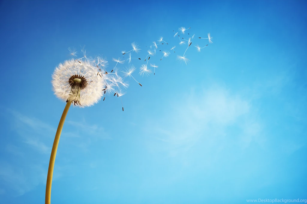 Dandelion Wallpapers
