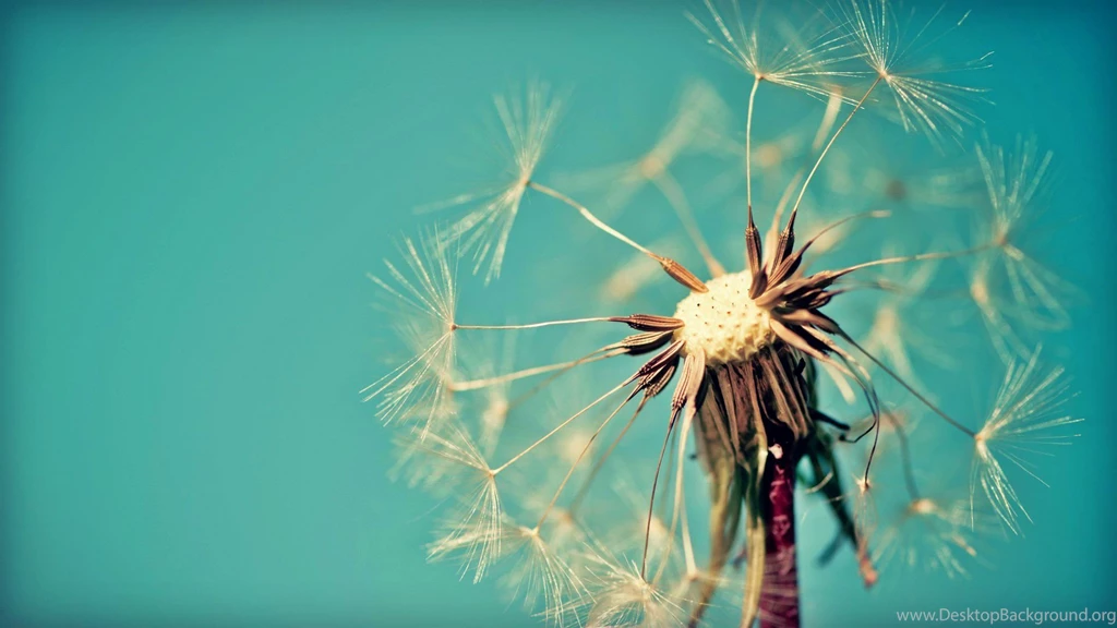 Flower Wallpapers Dandelion 21 Backgrounds Wallpapers ...