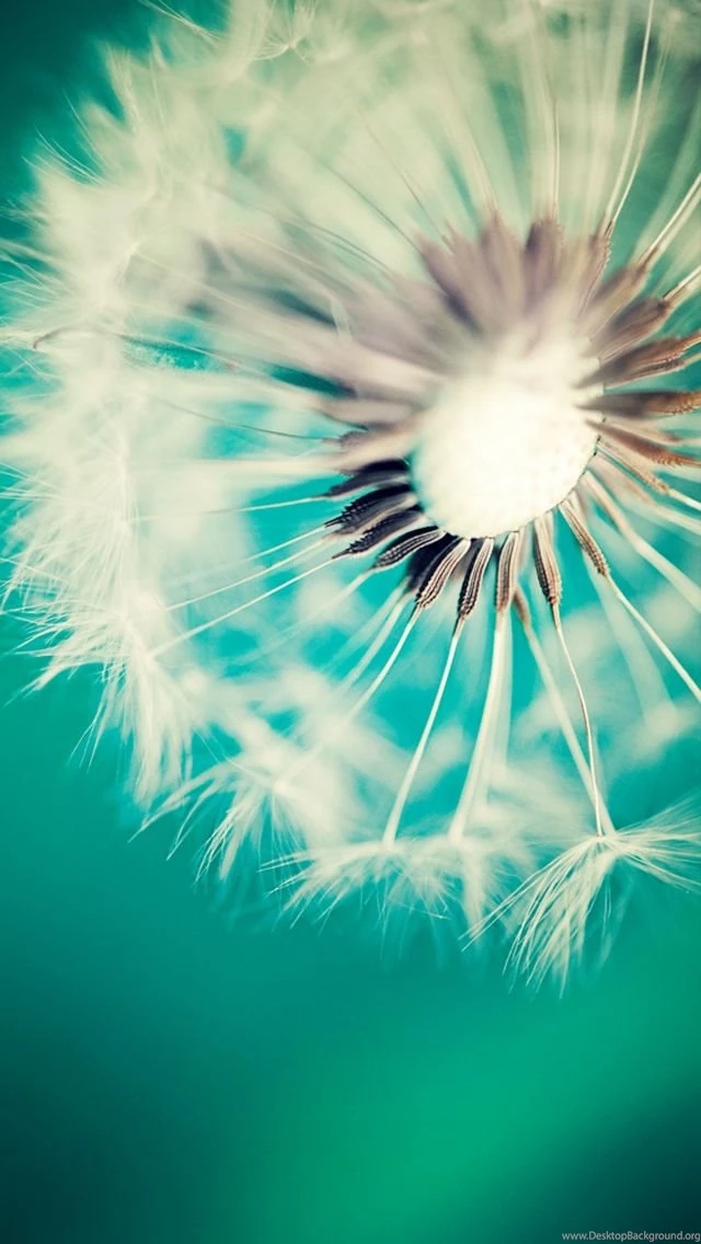 Dandelion iPhone Wallpapers HD 10092   HD Wallpapers Site