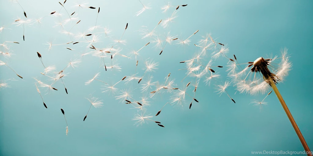 Dandelion Images