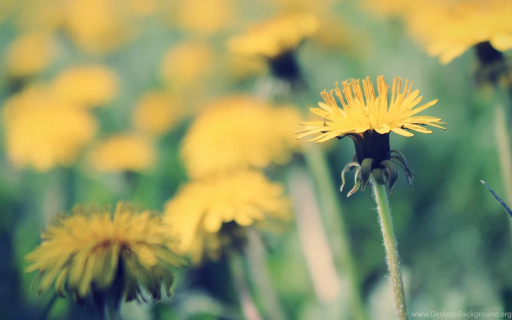 Wide HD Yellow Dandelion Wallpapers