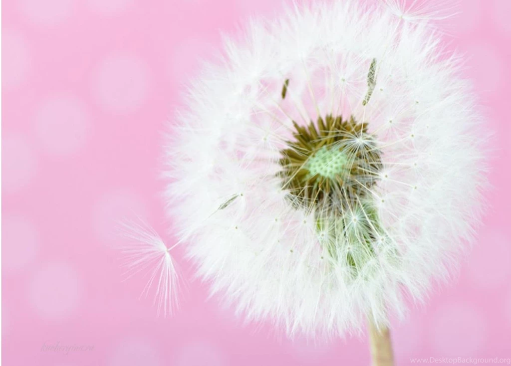 Dandelion (