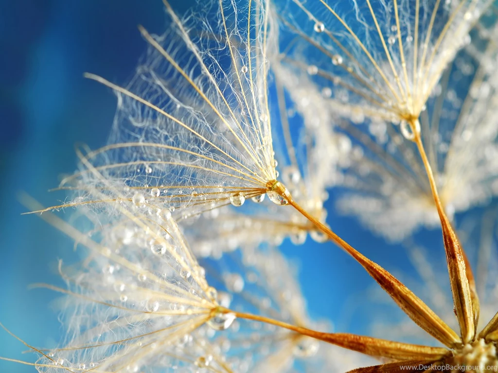 Wet Dandelion Seeds Wallpaper, The Philosophy Of Science Is ...