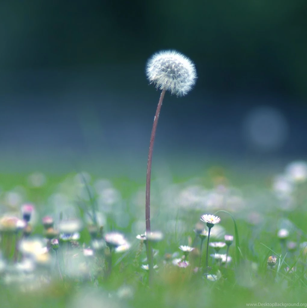 Dandelion Seedhead Isle Of Wight iPad Wallpapers Download