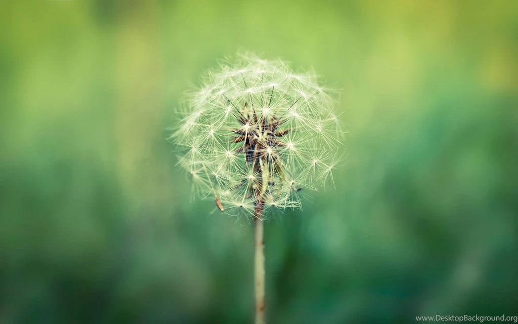 Dandelion Wallpapers 4761 1920x1200 UMad.com