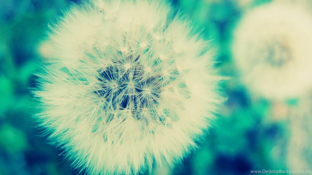 Download Wallpapers 1920x1080 Dandelion, Grass, Flowers, Feathers ...