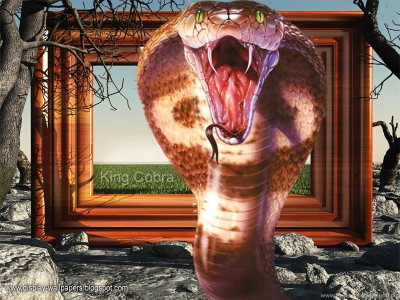 Best Hd Wallpapers For Ipad: King Cobra Wallpapers (800x600)