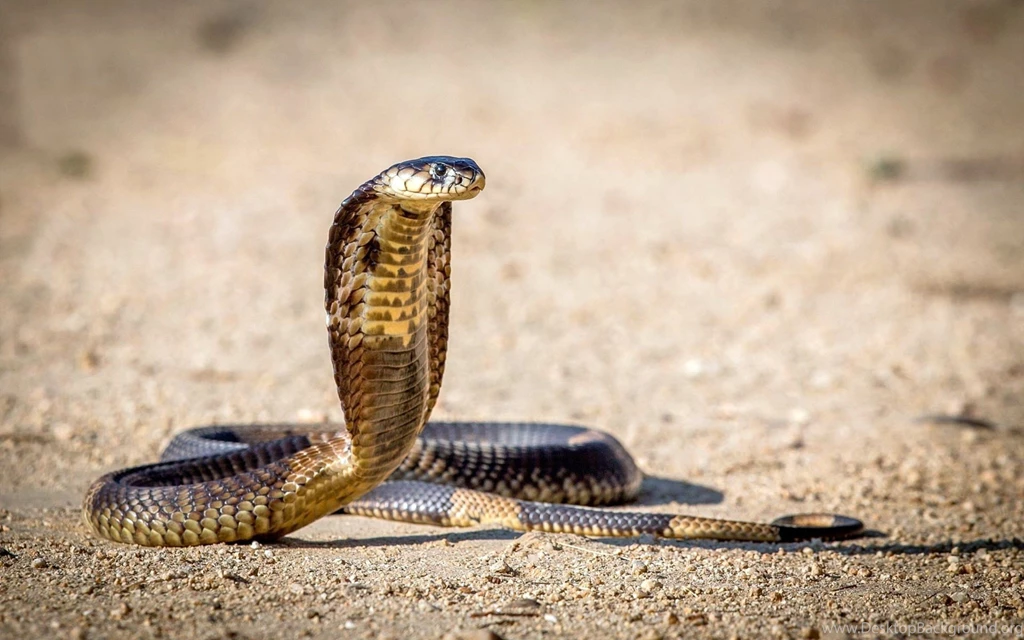 King Cobra Wallpapers Free Ndemok.com