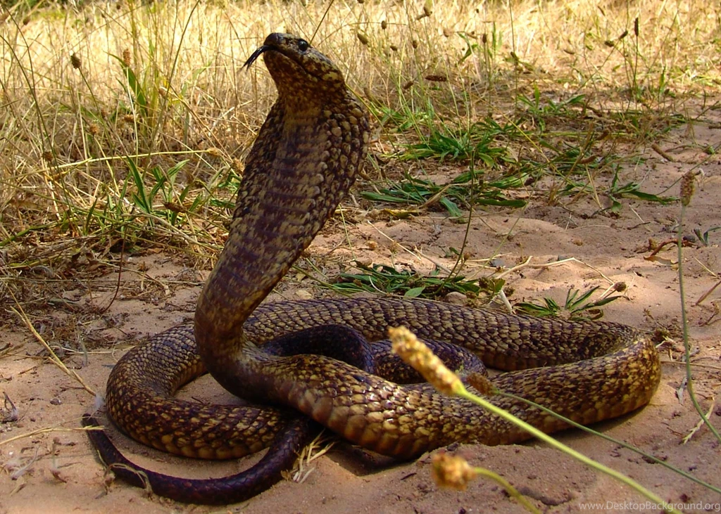 King Cobra Wallpapers Desktop Backgrounds Ndemok.com