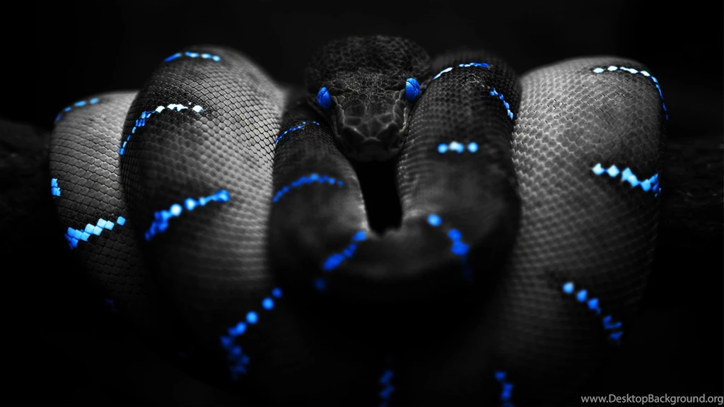 Viper Snake Wallpapers Wallpapers Cave