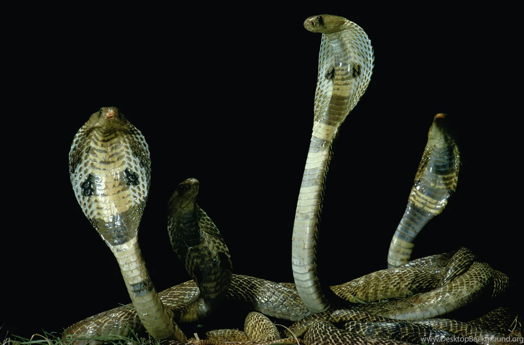 King Cobra Wallpapers High Quality Ndemok.com