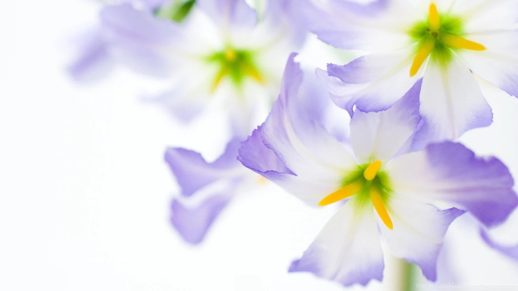 Flowers On White Backgrounds HD Desktop Wallpapers : High Definition ...