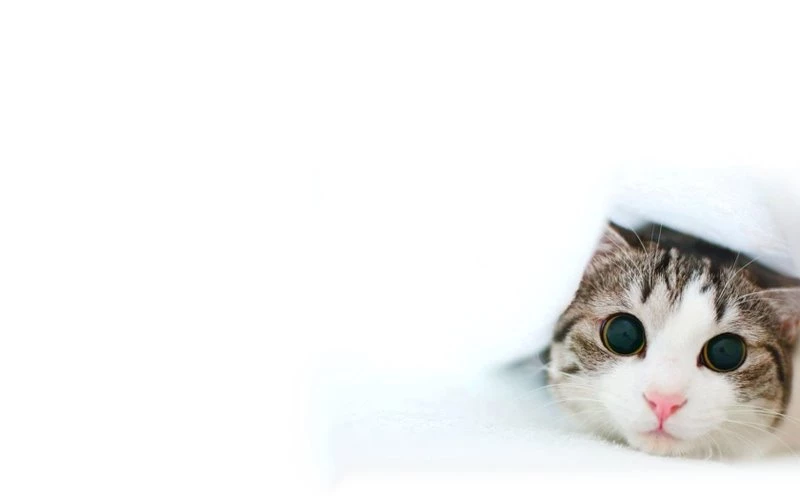 Animals,cats Cats Animals White Backgrounds 1680x1050 Wallpapers ...