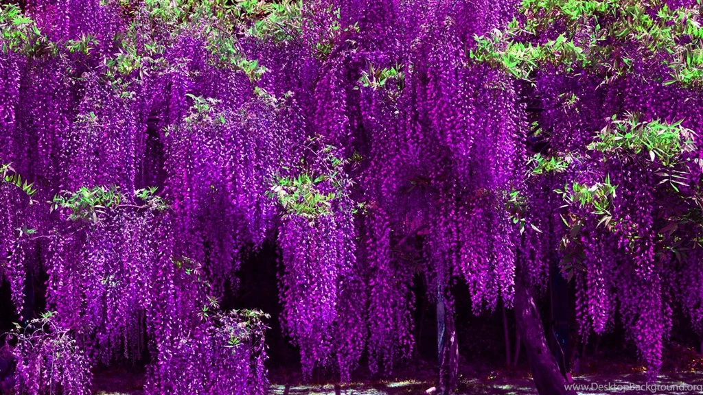 Wisteria HD Wallpapers