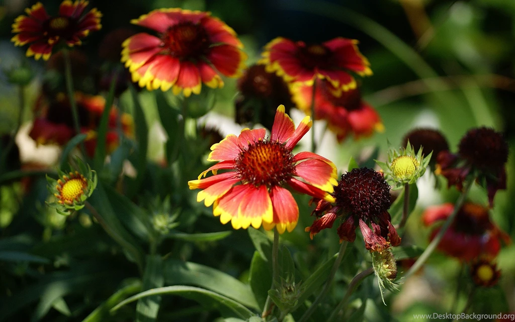 Flowers Images Free Download For Desktop HD Wallpapers