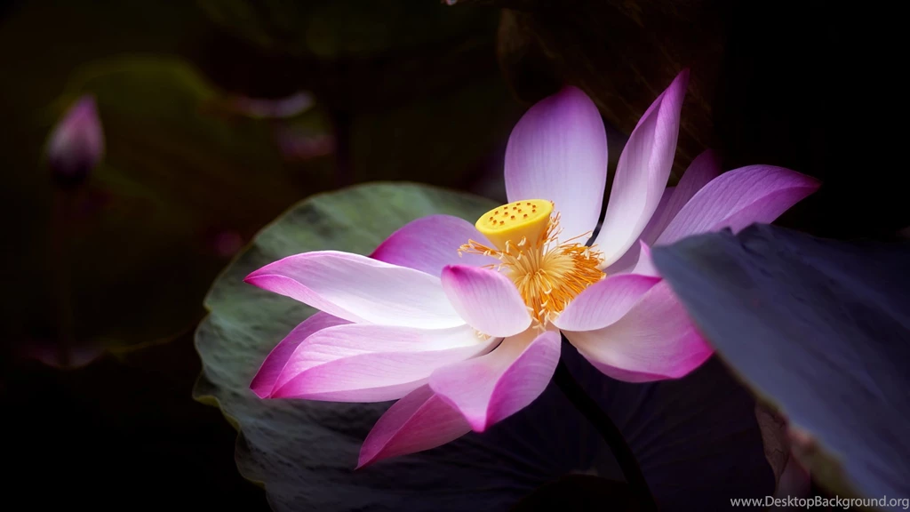 Lotus Flower Wallpapers