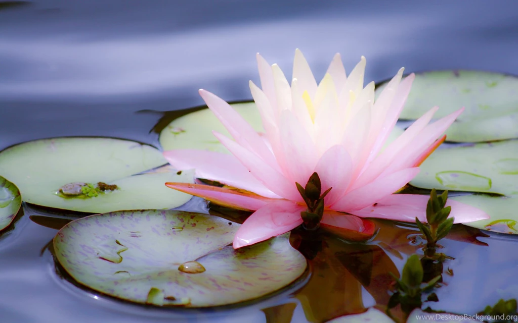Pink Lotus Flower Wallpapers Wide Uncalke.com