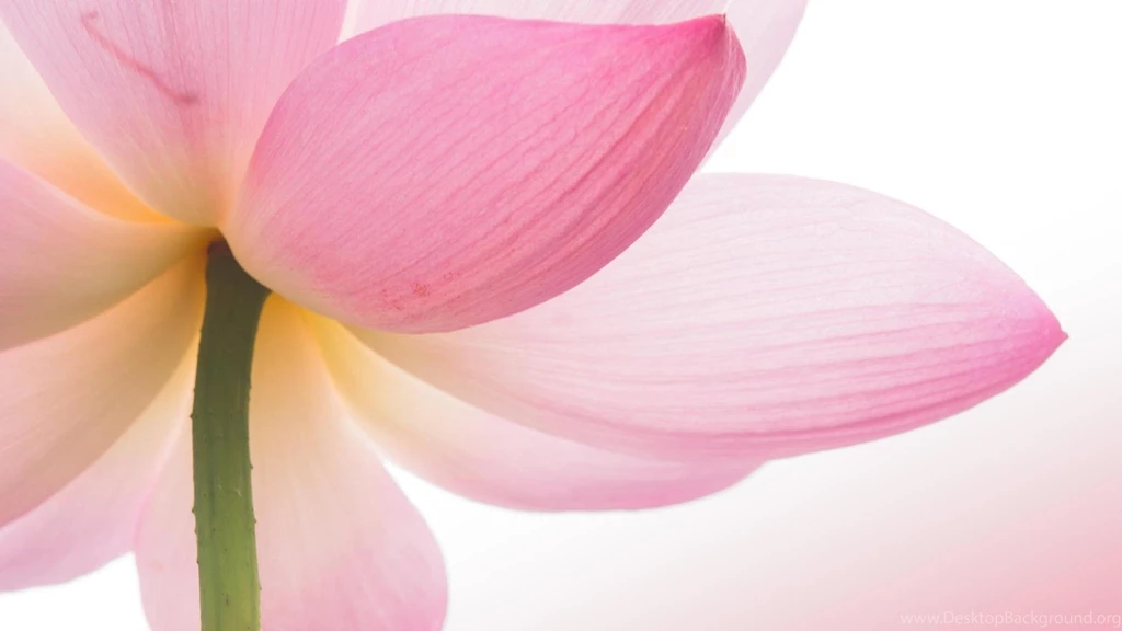 Beautiful Pink Lotus Flower HD Wallpapers