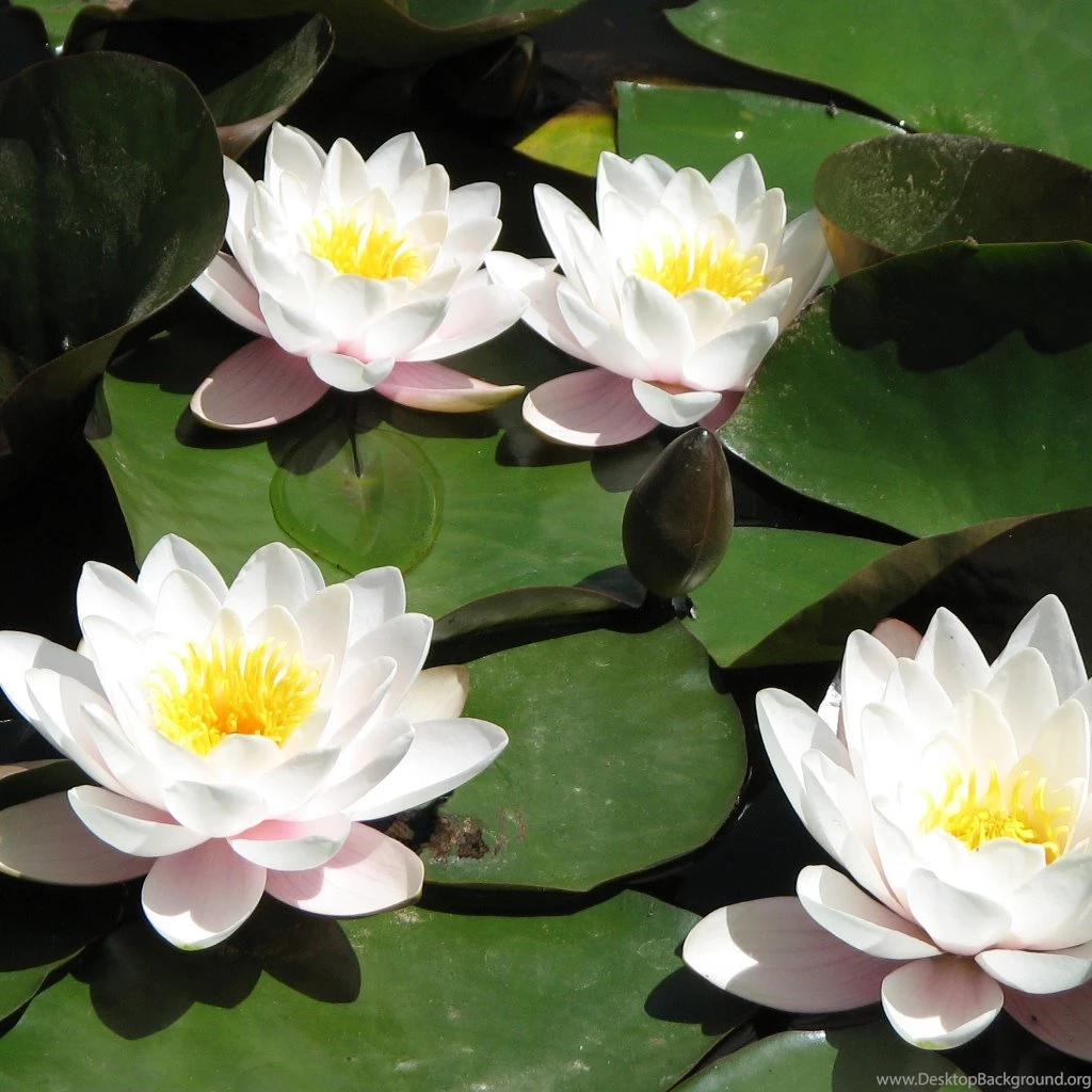 Beautiful Wallpapers Of Colour Hd (39)