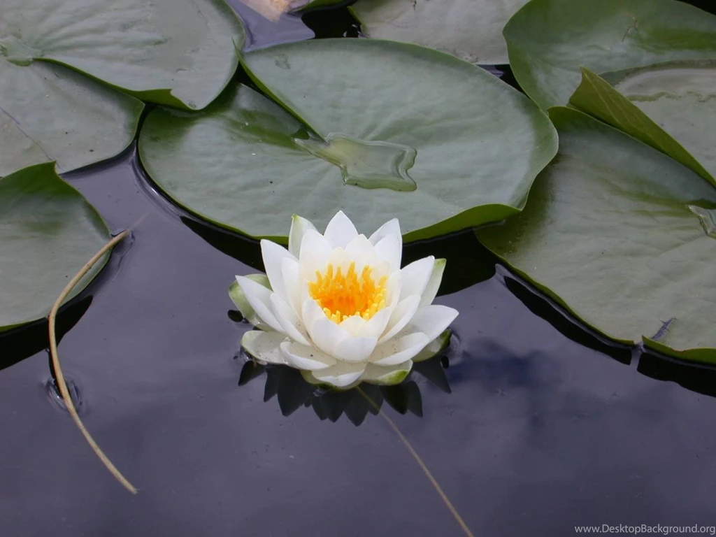 White Lotus Flower Flower HD Wallpapers, Images, PIctures ...