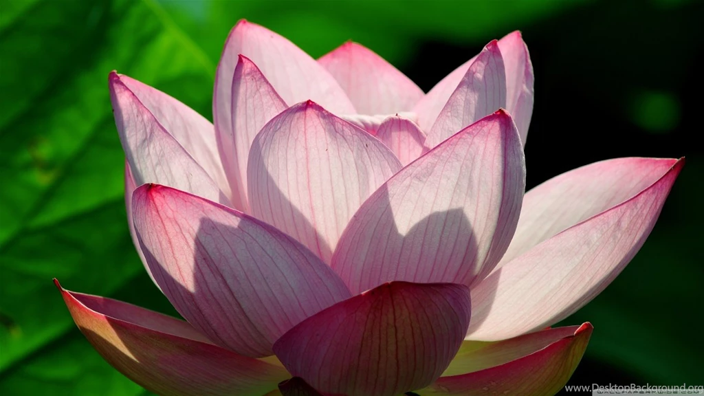 Lotus Flower HD Desktop Wallpapers : Widescreen : High Definition ...