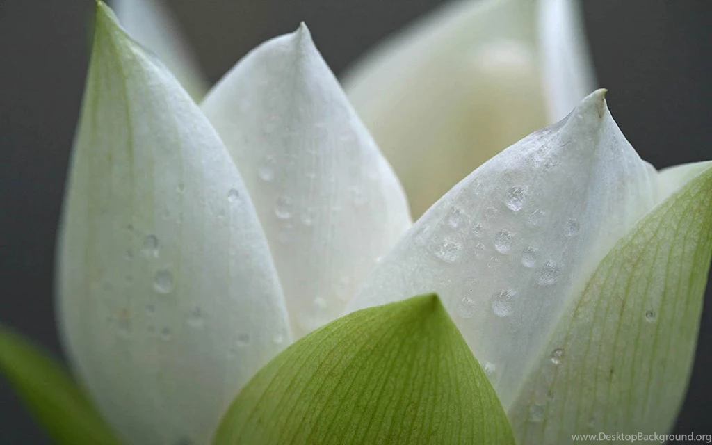 Dream Beautiful Lotus Flower Close up Photography Desktop ...